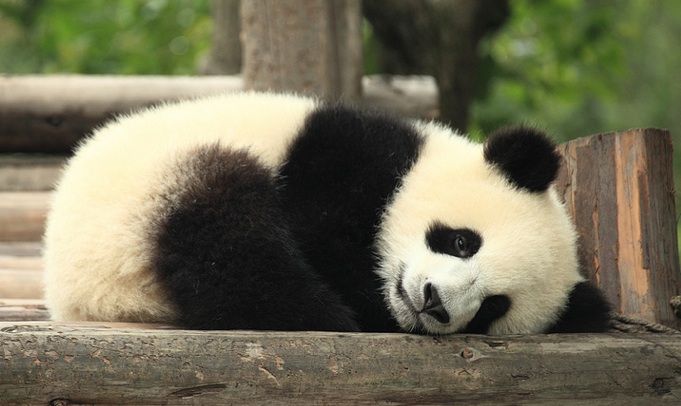 A gentler Panda roll-out and linking schemes highlight this week's online marketing news.