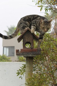 Cat hunts for birds and keywords