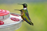 These hummingbirds process the Google Hummingbird algorithm overhaul.