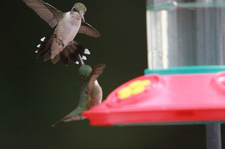 Establish authority - like this hummingbird.