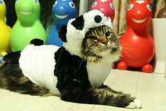 Even this cat was hit by Panda
