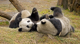 Google rolls out Panda 4.0