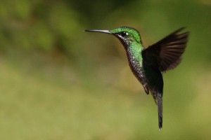 semantics-hummingbird